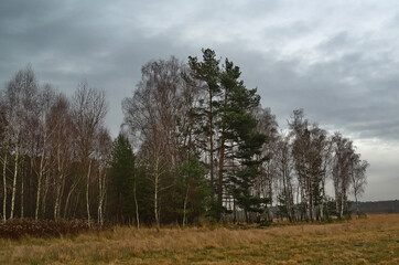 Autumn on the edge of the forest.
