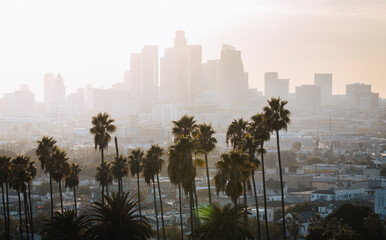 Los Angeles downtown with palm trees during sunset. Los Angeles, California, USA.