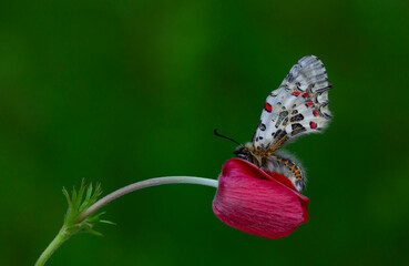 Forest fist butterfly ; Zerynthia cerisyi