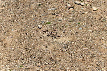 Bighorn sheep on the rocky mountainside on Glacier National Park in Montana on a sunny summer day
