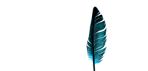 blue feathers on a white background,Beautiful feather color green turquoise isolated on white...