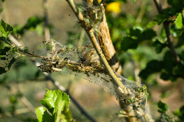 Insect pests on a fruit tree destroy leaves and fruits
