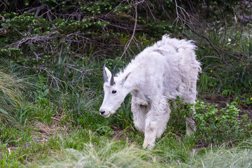 Obraz premium Mountain goat in Glacier National park in Montana