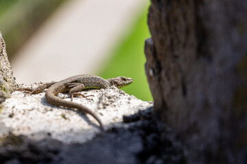 Beautiful scenery, a small gray-green lizard sitting on a stone wall and basking in the sun, close-up with selective focus