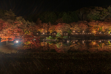 秋の夜にライトアップされた日本庭園の風景