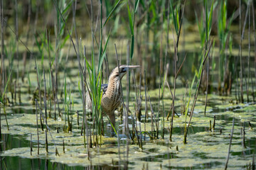 The Eurasian bittern or great bittern (Botaurus stellaris)