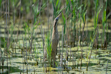 The Eurasian bittern or great bittern (Botaurus stellaris)