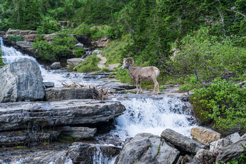 Bighorn Sheep cross Lunch Creek on the Going to the Sun Road in Glacier National Park, Montana on a summer evening