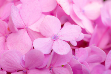 Pink macro flowers,Delicate natural floral background in light blue and violet pastel colors....
