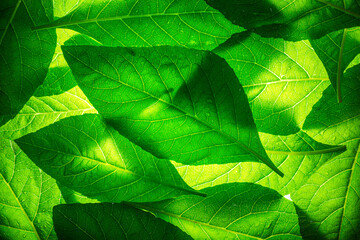 macro green leaf group,Leaves skeleton background,Macro leaves background texture