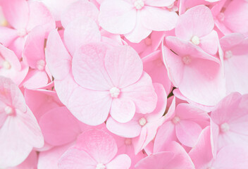 Pink macro flowers,Delicate natural floral background in light blue and violet pastel colors....