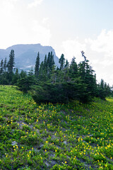 View from Logan Pass in Glacier National Park, Montana on a sunny summer evening, with glacial valley, snow-capped mountains, alpine lakes, and grass
