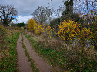In full autum colours, a healthy and thriving hedgerow by a public footpath on the banks of the river Ure