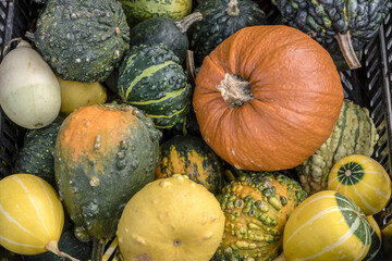bunch of varied ornamental gourds on sale at street market, Stuttgart