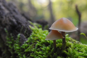 Funghi tossici Galerina marginata in primo piano su tronco e muschio