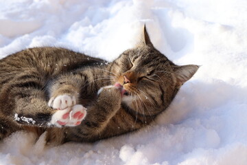 domestic cat lies on the snow and licks its paw, pink paws