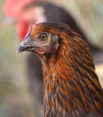 Portrait of a chicken on the farm.