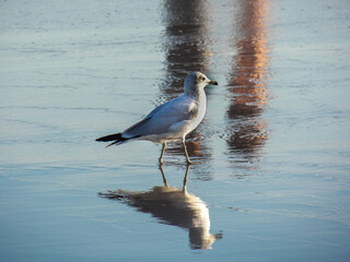 seagull on the beach