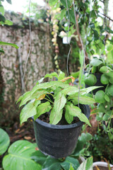 Araceae, Arrowhead Vine or Goosefoot Plant or Syngonium podophyllum Schott