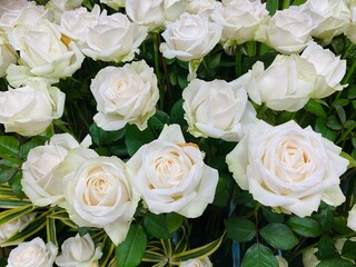 White roses bouquet background. They also represent youthfulness, innocence, young love, and loyalty.