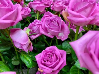 Purple roses bouquet background. Concept of royalty, majesty and endless enchantment. 