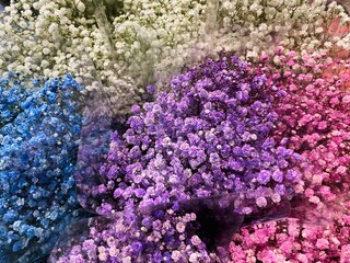 Blue, white, pink and purple Gypsophila dried flower bouquets in the flower shop.