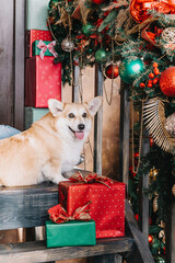 Cute Jack Russel puppy in decorated Christmas room
