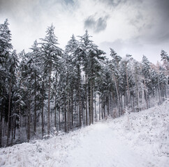 zima w lesie, droga przez zimowy las