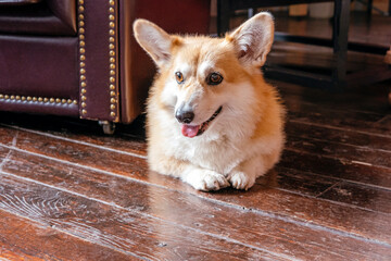 Cute Jack Russel puppy lies on the wooden floor