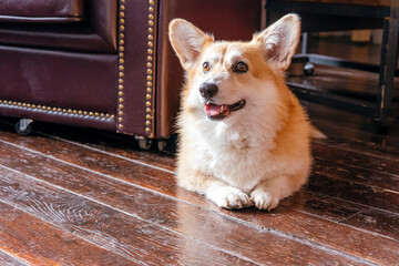 Cute Jack Russel puppy lies on the wooden floor