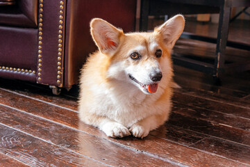 Cute Jack Russel puppy lies on the wooden floor