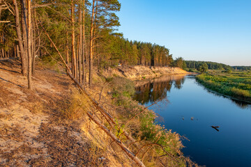 steep river bank with pine forest at sunset 