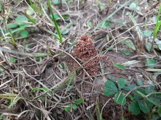 Ants are making their home and Digging the soil from inside is bringing it out.  Anthill of Ants in ground.
Colony of Ant work together to make their nest deep inside the field. 