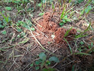 Ants are making their home and Digging the soil from inside is bringing it out.  Anthill of Ants in ground.
Colony of Ant work together to make their nest deep inside the field. 