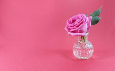 Flower in small decanter on pink background