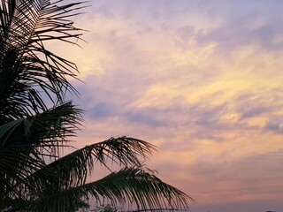 Palm trees at sunset