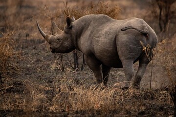 Obraz premium rhino in the wild