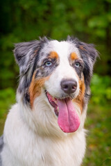 Portrait of australian shepherd dog aussie looking at the camera