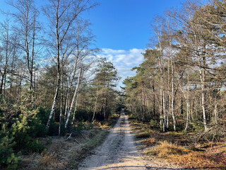 Obraz premium Sand road down hill through the autumn forest at the Sallandse Heuvelrug