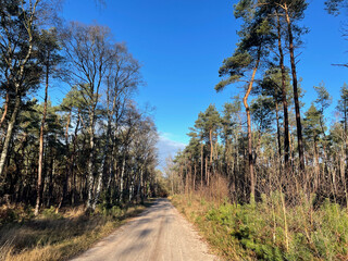 Sand road through the autumn forest