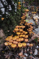 Funghi chiodini Armillaria gallica,primo piano gruppo famigliole