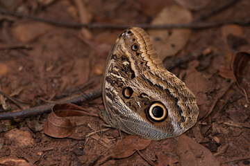 Borboleta olho de coruja