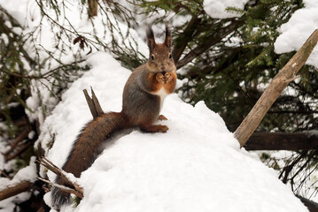 A cute fluffy squirrel with a long tail sits on a fallen snow-covered tree in the forest gnawing on oak acorns. 