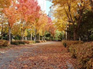 Fototapeta na wymiar Autumn scenery in Korea, Fallen leaves in the apartment garden in Korea