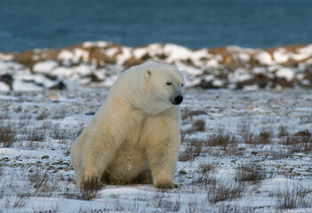 Ours blanc, Ursus maritimus, Churchill, baie d'Hudson, Canada