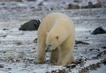 Ours blanc, Ursus maritimus, Churchill, baie d'Hudson, Canada