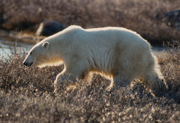 Fototapeta na wymiar Ours blanc, Ursus maritimus, Churchill, baie d'Hudson, Canada