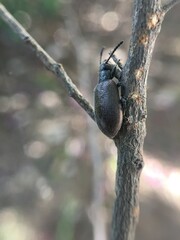 beetle on the tree