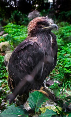 Young golden eagle on the stone. Latin name - Aquila chrysaetos
