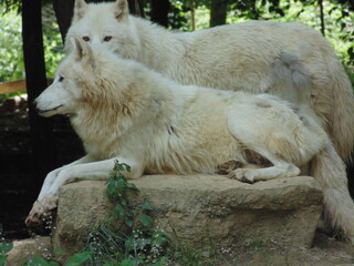 Obraz premium couple of white wolves